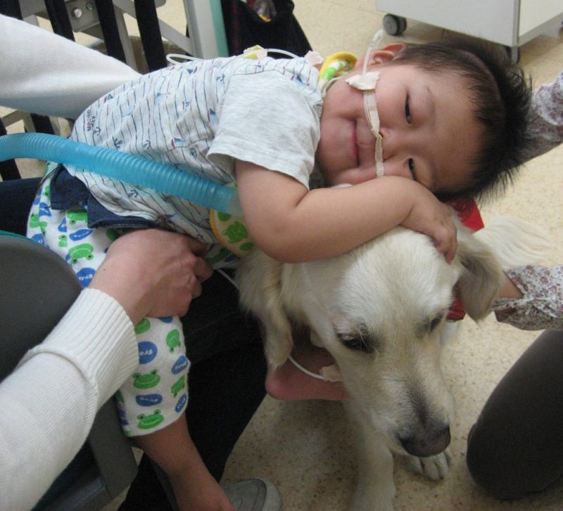 Chó trị liệu Nhật Bản Bailey